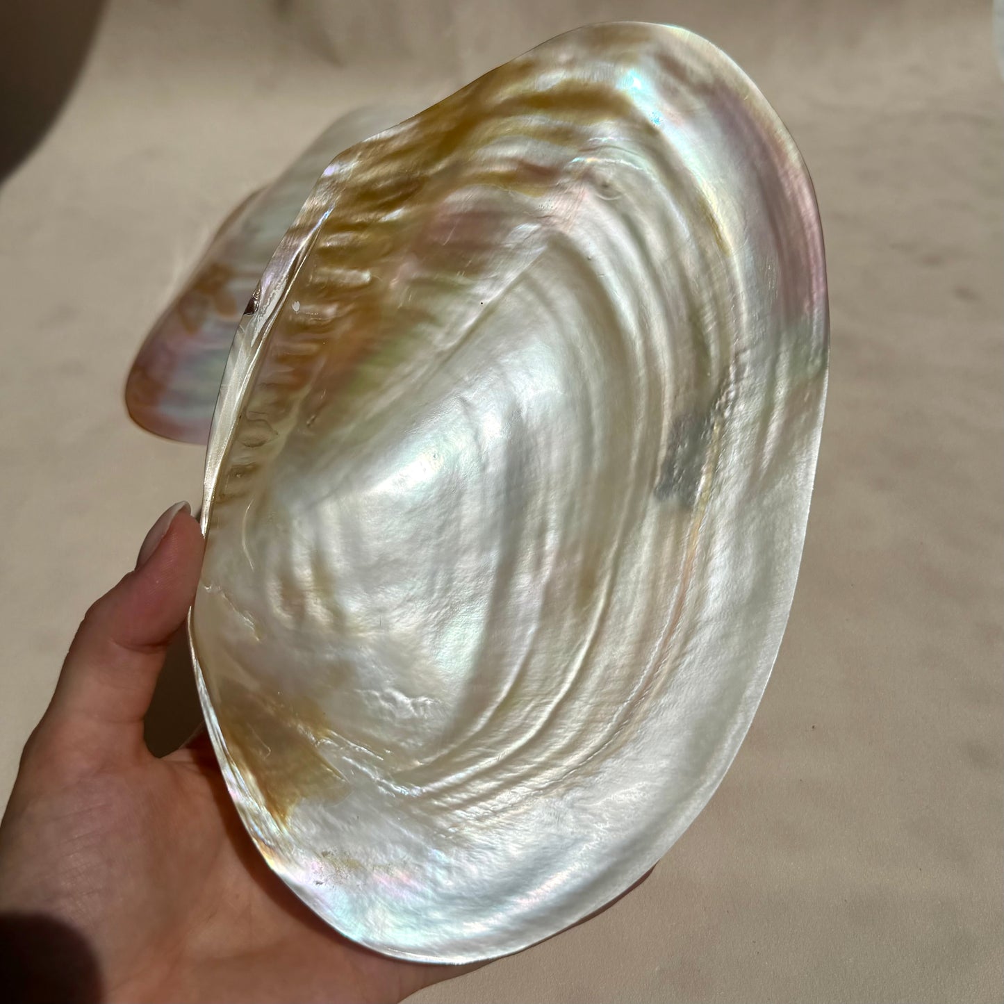 Pearly Aurora Flussmuschel