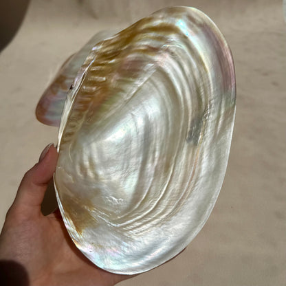 Pearly Aurora Flussmuschel