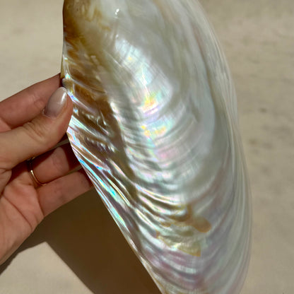 Pearly Aurora Flussmuschel