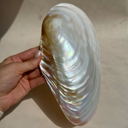 Pearly Aurora Flussmuschel