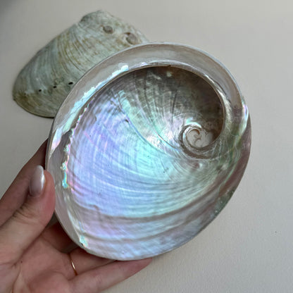 Pink-Pearly Abalone Muschel