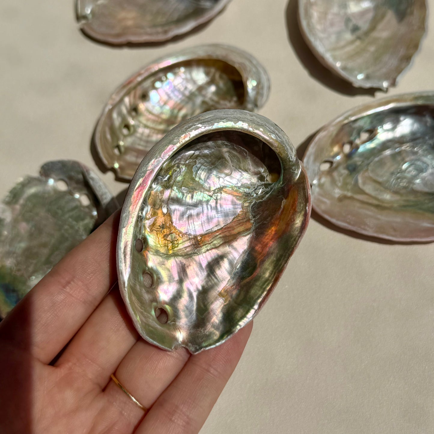 Mini Pink-Pearly Abalone Muschel