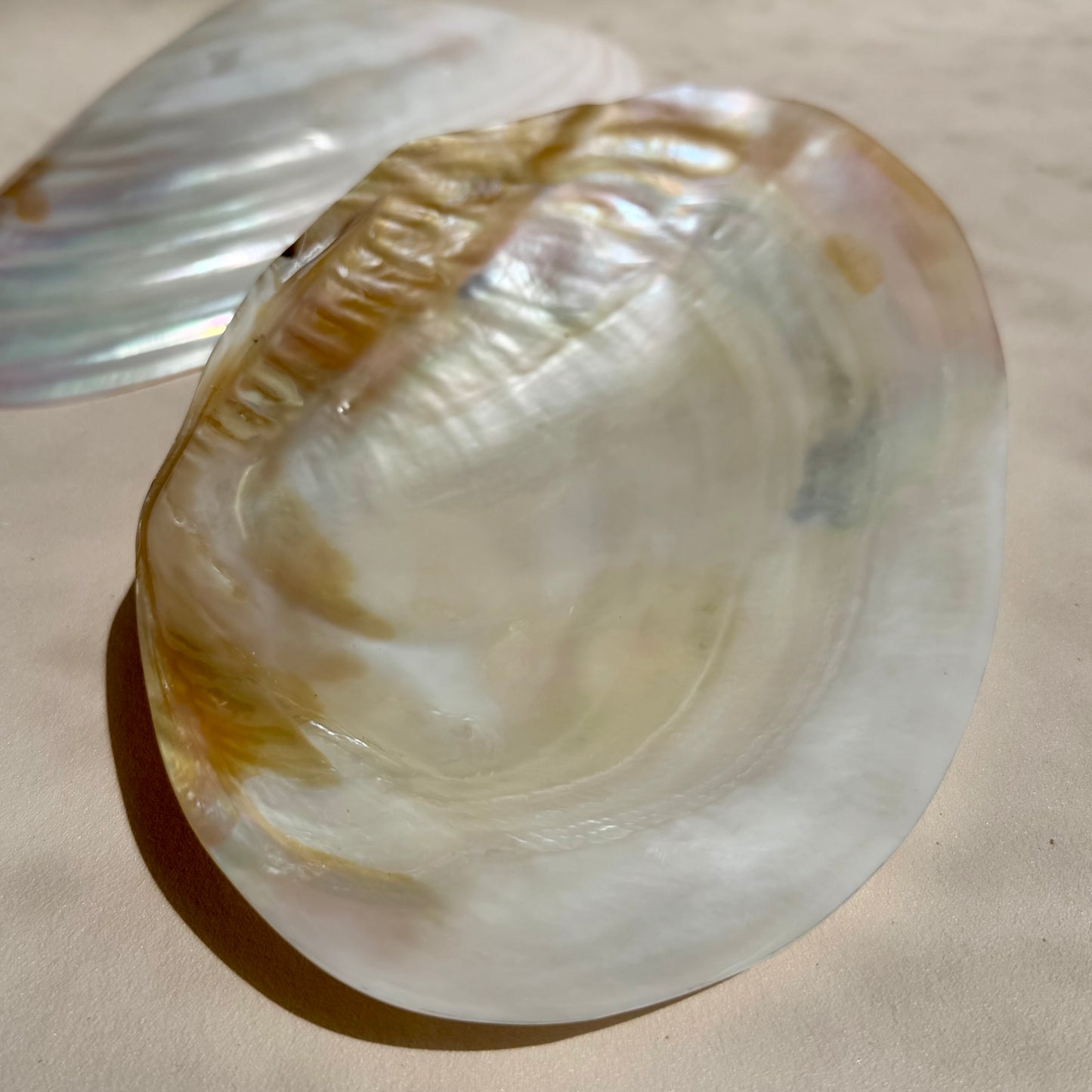 Pearly Aurora Flussmuschel