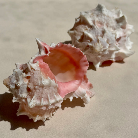 Pinke Murex Muschel