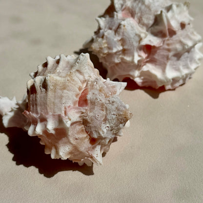 Pinke Murex Muschel