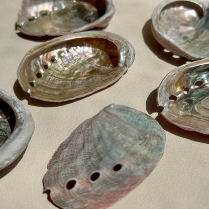 Mini Pink-Pearly Abalone Muschel