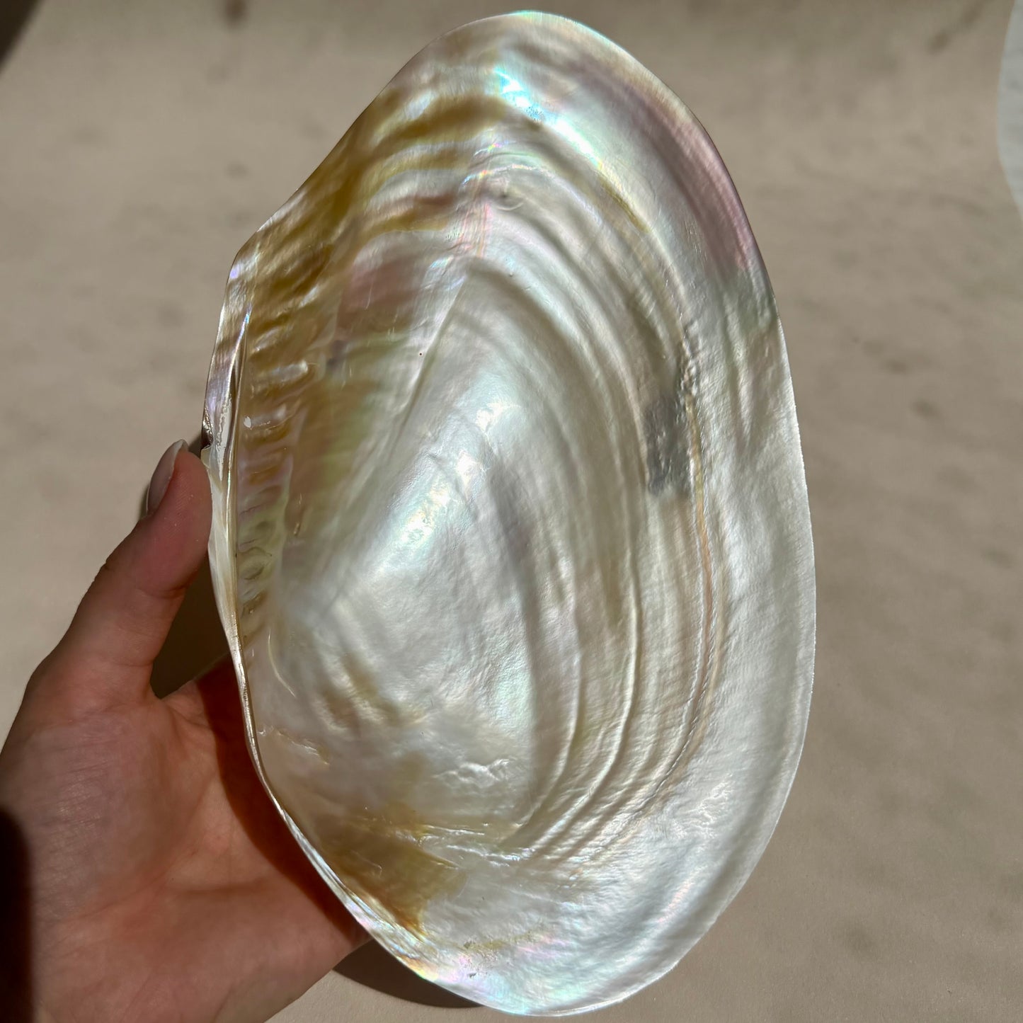 Pearly Aurora Flussmuschel