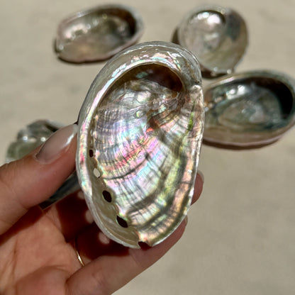 Mini Pink-Pearly Abalone Muschel