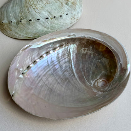 Pink-Pearly Abalone Muschel