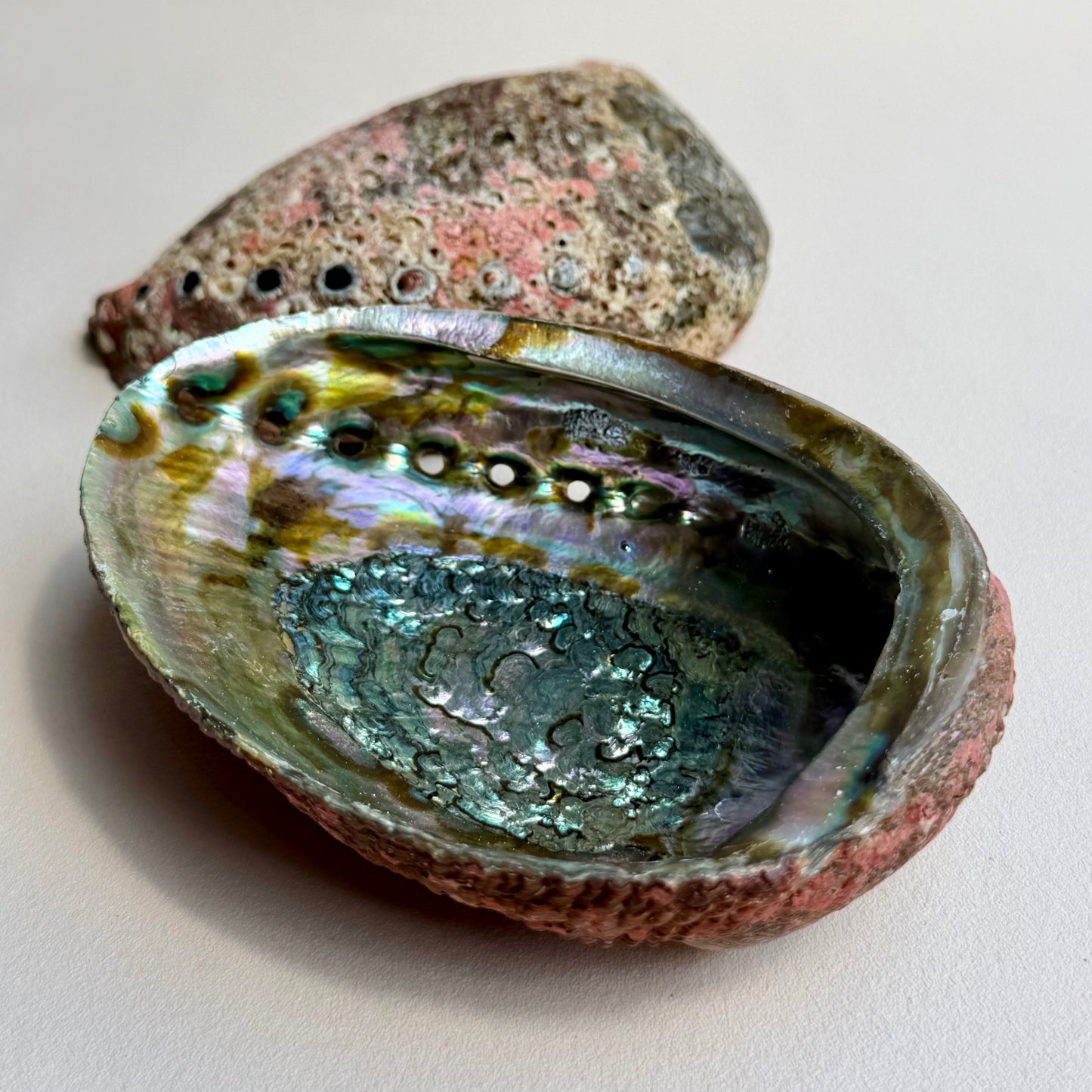 Classic Blue Abalone Muschel