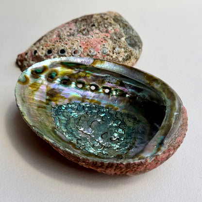 Classic Blue Abalone Muschel
