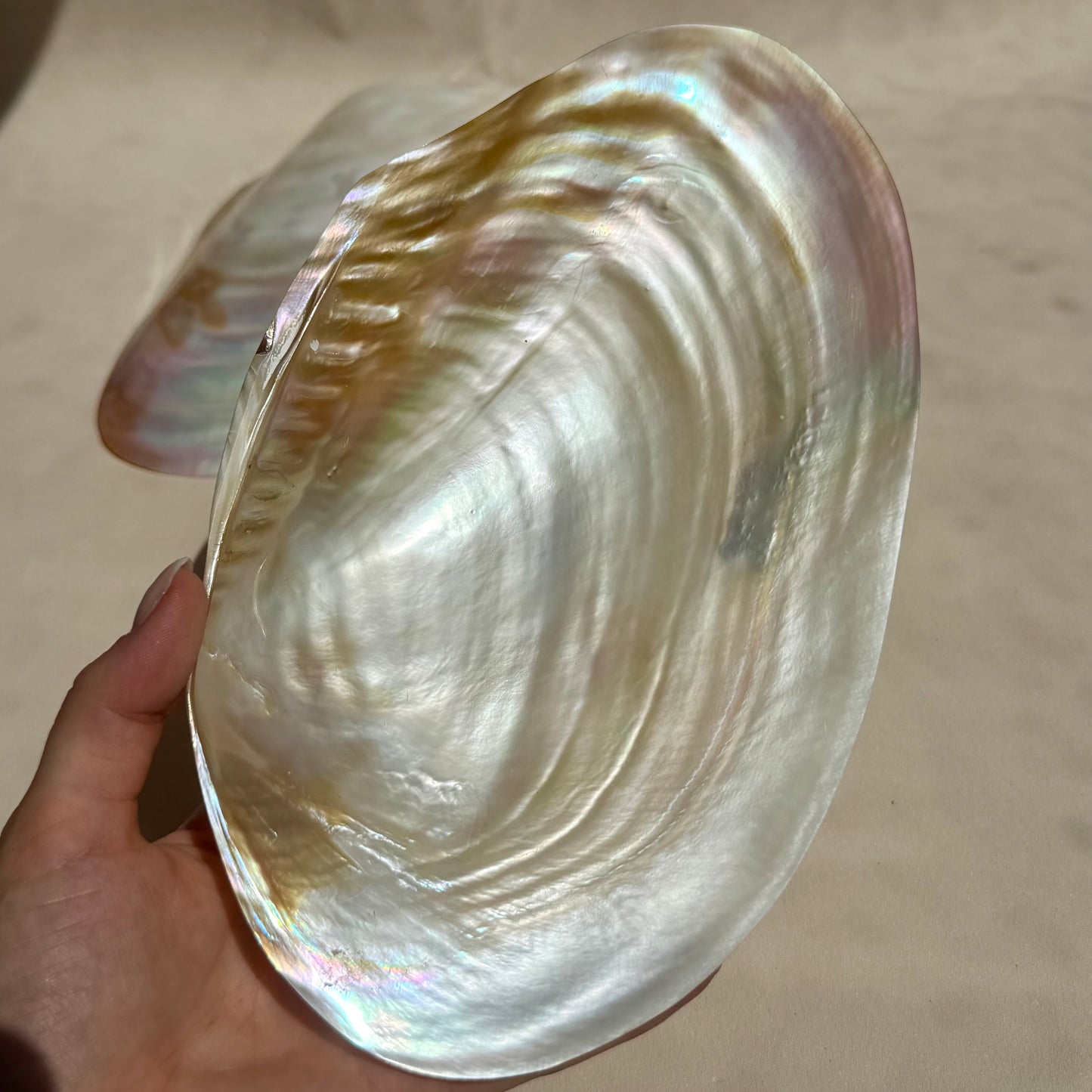 Pearly Aurora Flussmuschel