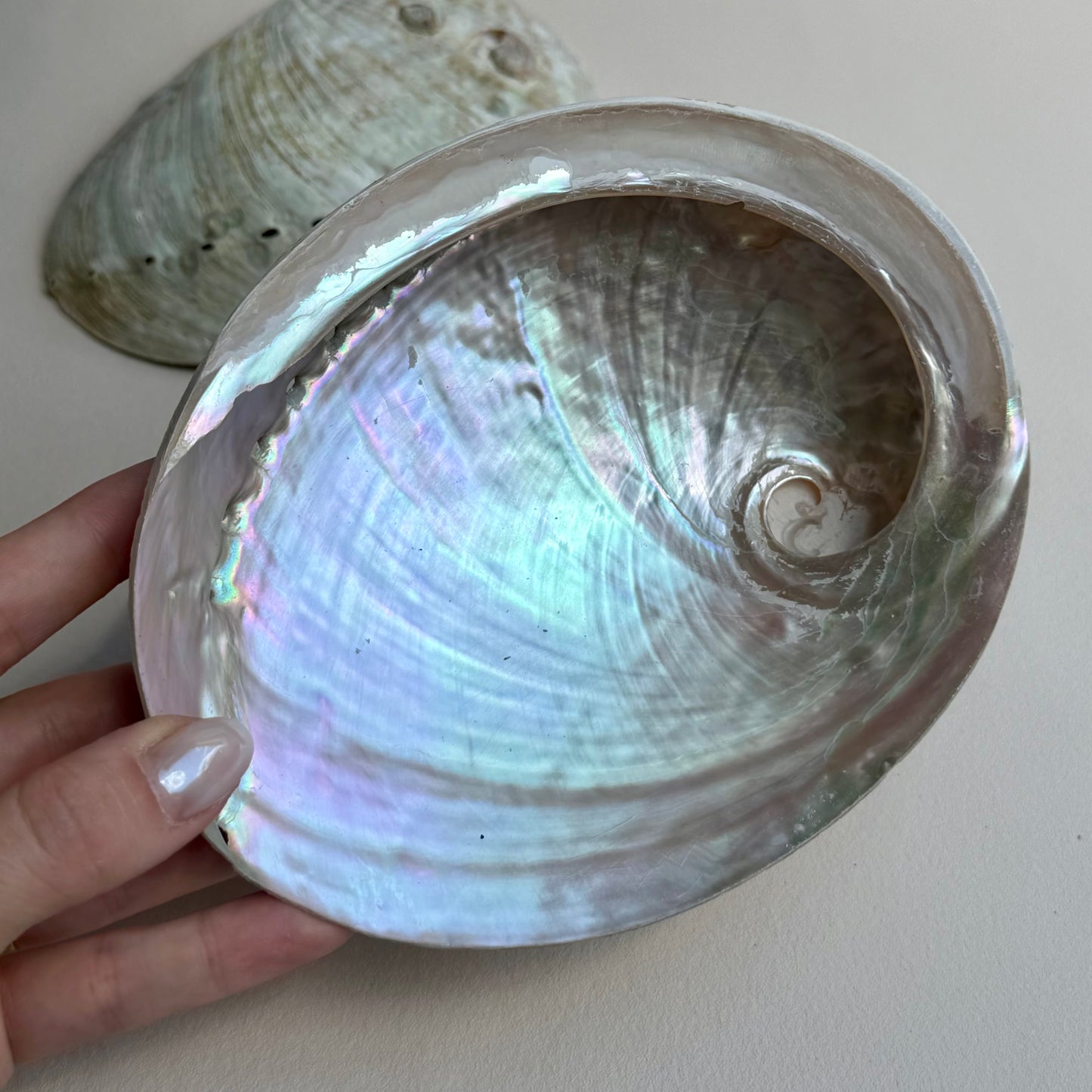 Pink-Pearly Abalone Muschel