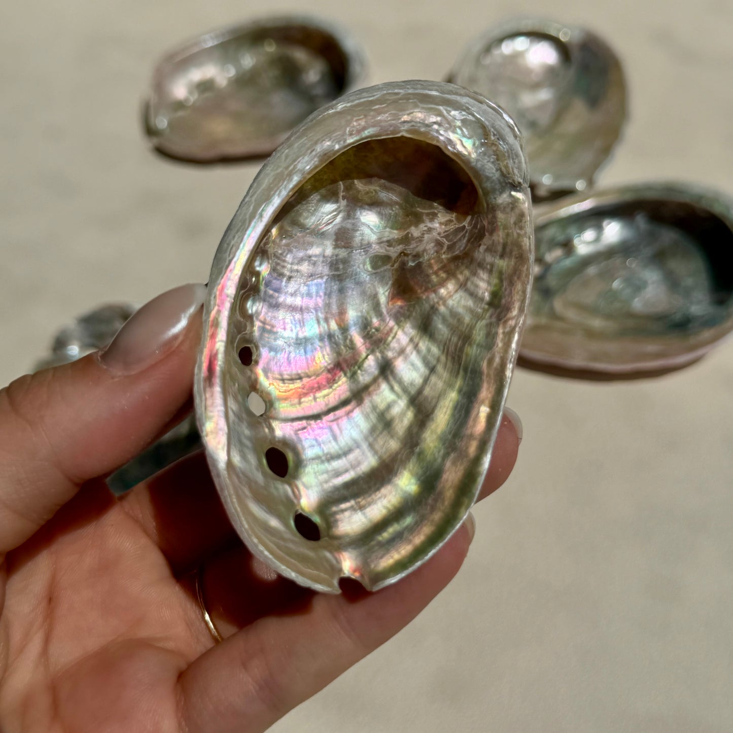 Mini Pink-Pearly Abalone Muschel