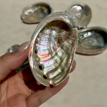 Mini Pink-Pearly Abalone Muschel