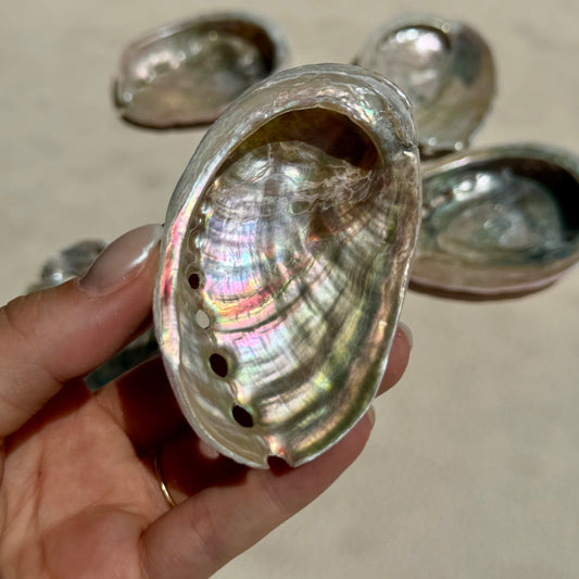 Mini Pink-Pearly Abalone Muschel