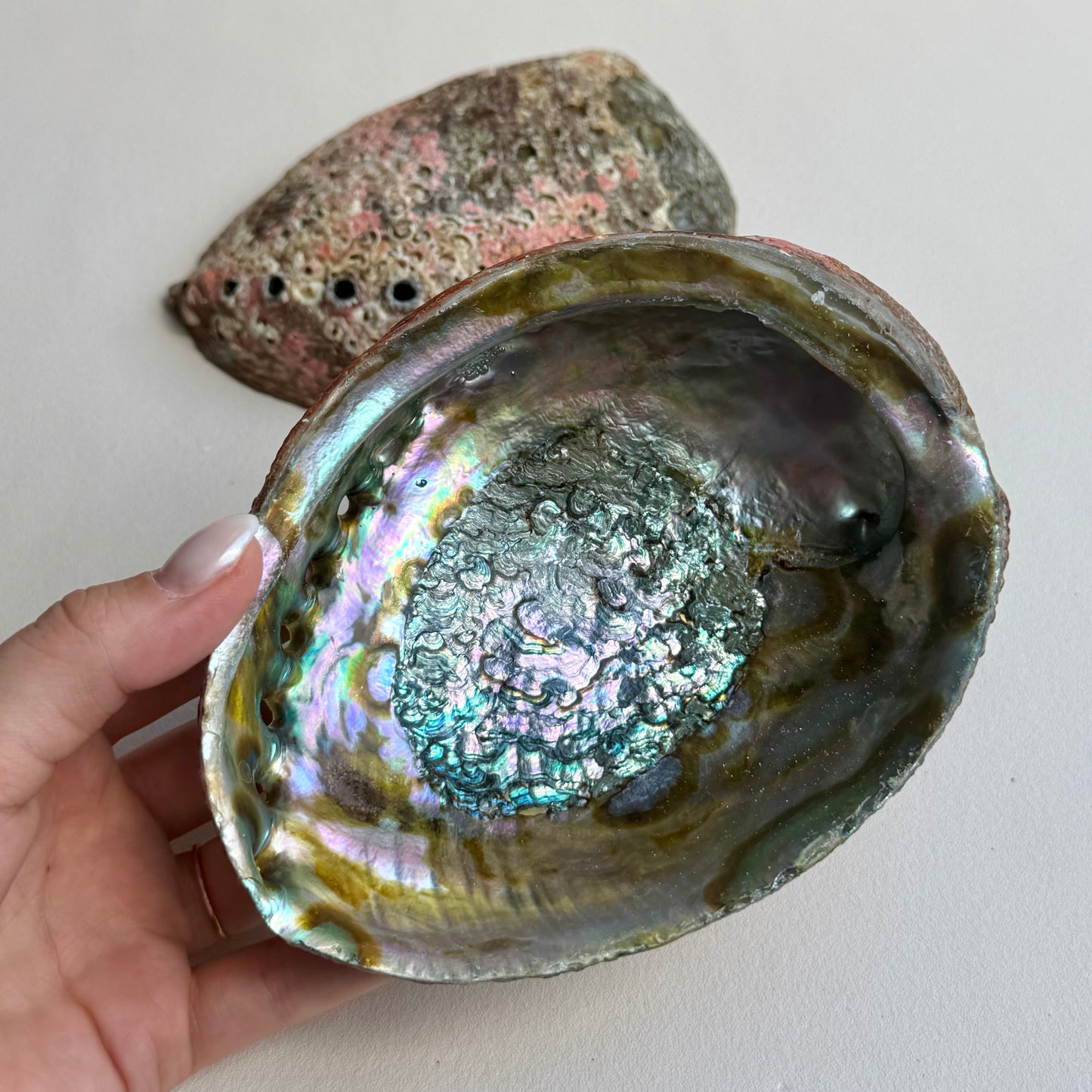 Classic Blue Abalone Muschel