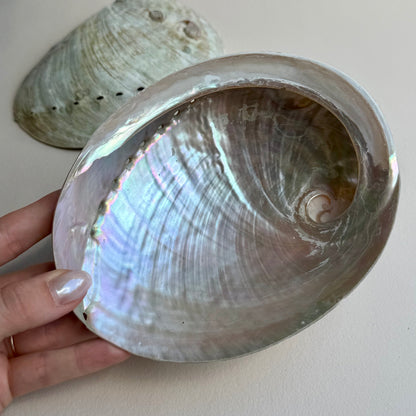Pink-Pearly Abalone Muschel