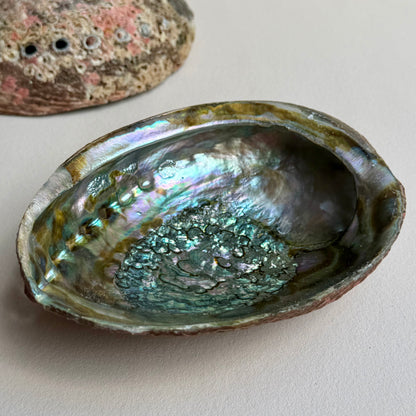 Classic Blue Abalone Muschel