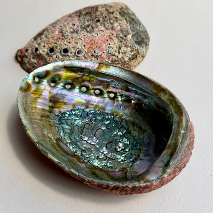 Classic Blue Abalone Muschel