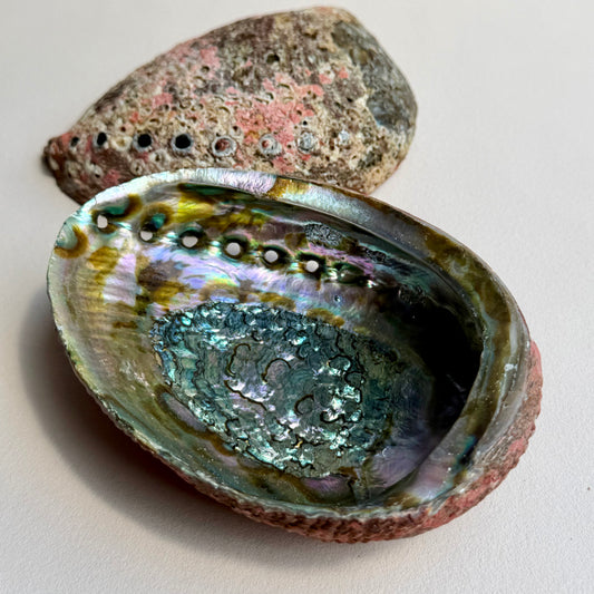 Classic Blue Abalone Muschel