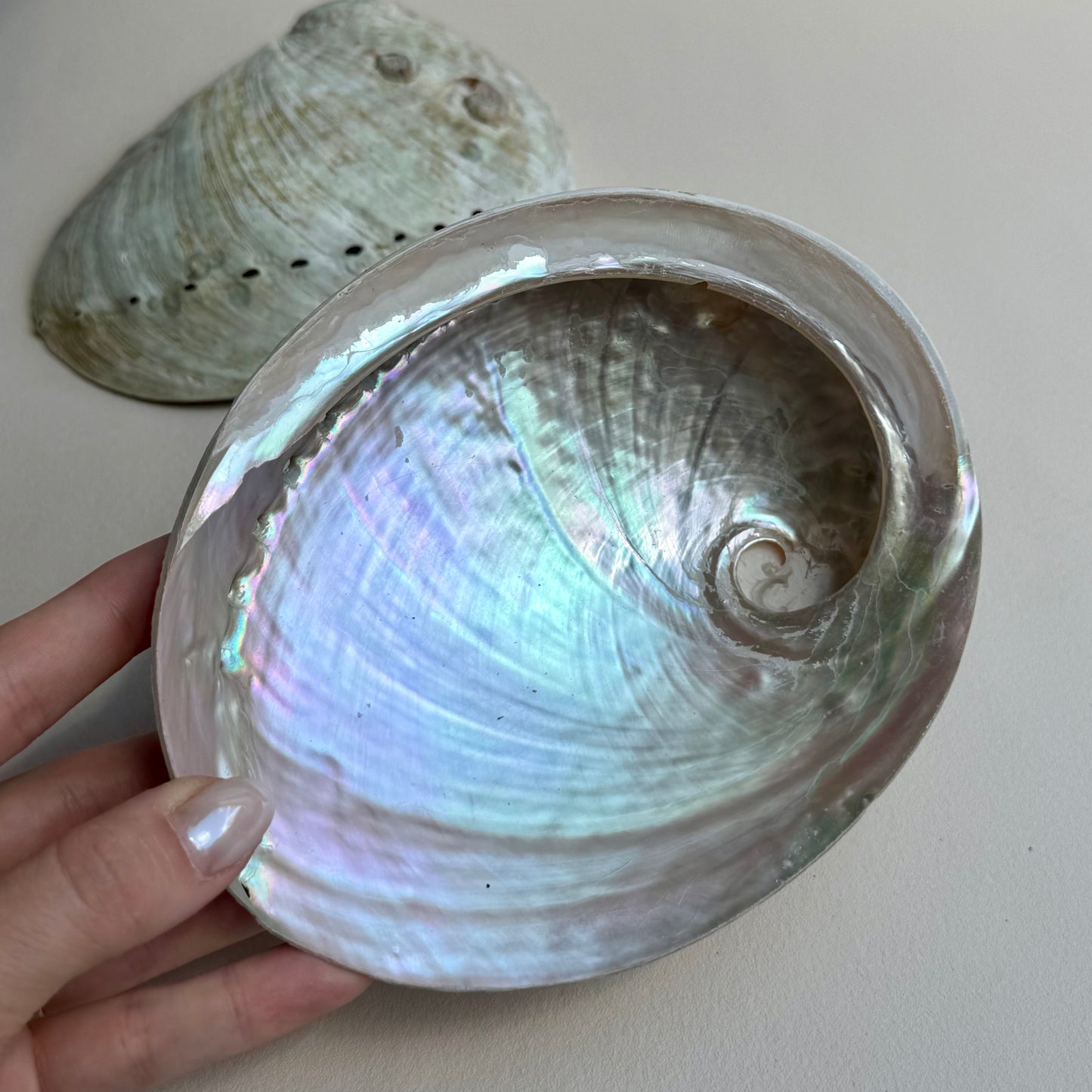 Pink-Pearly Abalone Muschel