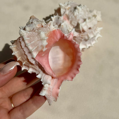 Pinke Murex Muschel
