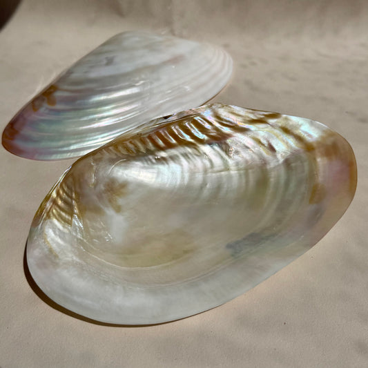 Pearly Aurora Flussmuschel
