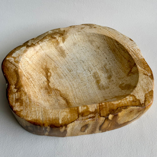 Fossiles Holz Schale 23x18cm